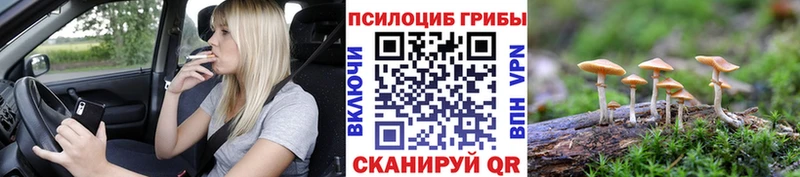 Галлюциногенные грибы Psilocybine cubensis  Мурманск 